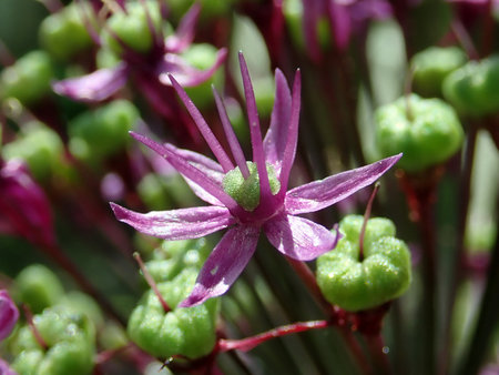 Allium_aflatunense_2019-05-21_3541.jpg