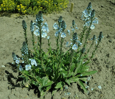 Veronica_gentianoides_2019-05-13_3320.jpg