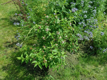 Abelia mosanensis 2019-05-21 3596.JPG