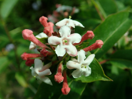 Abelia mosanensis 2019-05-21 3598.JPG