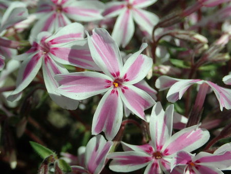 Phlox_subulata_Kimono_Pink-White_2019-05-12_3300.jpg