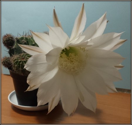 Echinopsis,.jpg