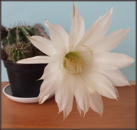 Echinopsis.jpg