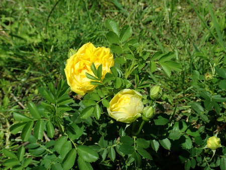 Rosa Persian Yellow 2019-06-03 4574.JPG