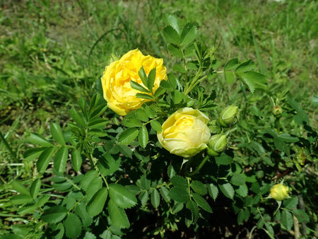 Rosa Persian Yellow 2019-06-03 4575.JPG