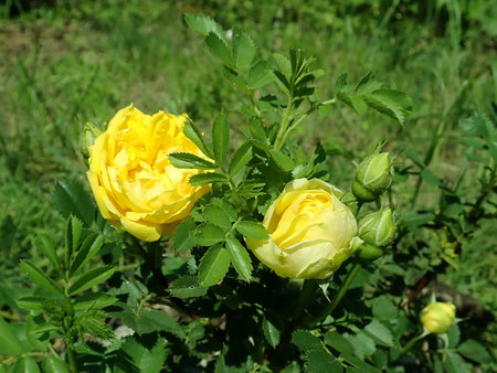 Rosa Persian Yellow 2019-06-03 4577.JPG