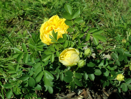 Rosa Persian Yellow 2019-06-03 4579.JPG