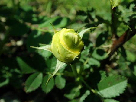 Rosa Persian Yellow 2019-06-03 4582.JPG