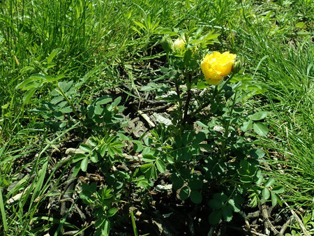 Rosa Persian Yellow 2019-06-03 4451.JPG