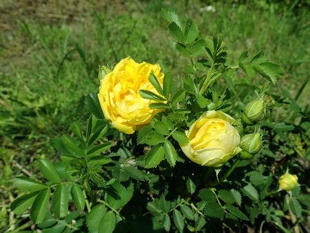 Rosa Persian Yellow 2019-06-03 4576.JPG