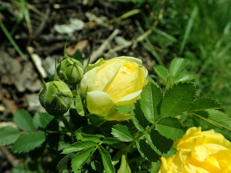 Rosa Persian Yellow 2019-06-03 4454.JPG