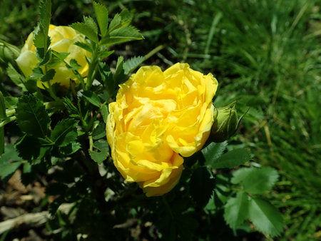 Rosa Persian Yellow 2019-06-03 4455.JPG