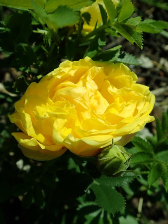 Rosa Persian Yellow 2019-06-03 4453.JPG