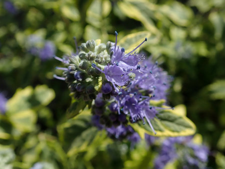 07 Caryopteris clandonensis Summer Sorbet 2018-09-14 0453.JPG