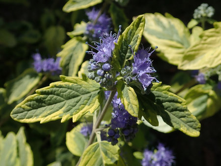 08 Caryopteris clandonensis Summer Sorbet 2018-09-14 0459.JPG