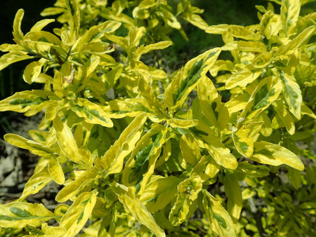 Caryopteris_clandonensis_Summer_Sorbet_2019-05-12_3283.jpg