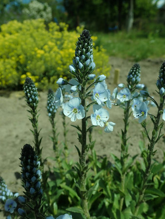 Veronica_gentianoides_2019-05-13_3321.jpg