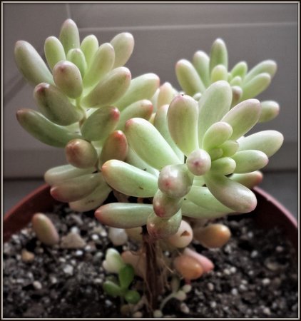 Sedum rubrotinctum 'Aurora.jpg