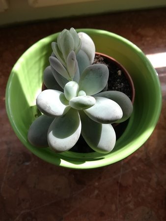 Pachyphytum oviferum.jpg