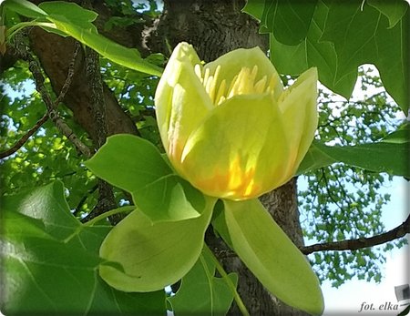 tulipanowiec2.jpg