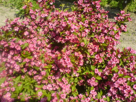 weigela 04.06.2019.JPG