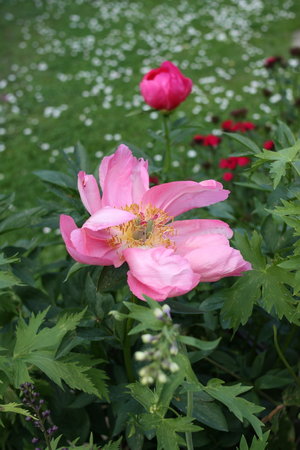 peonia 3.jpg