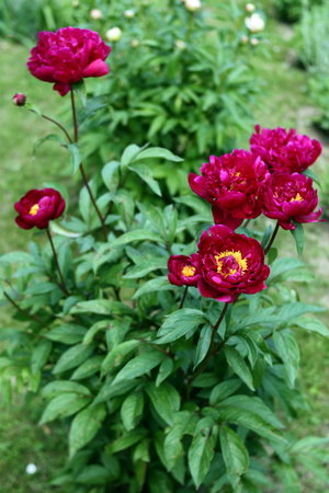 peonia 4.jpg