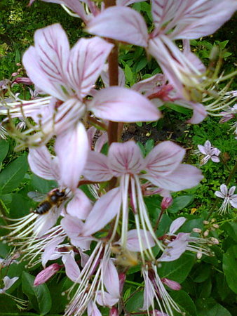 Dyptam. Krzew Mojżesza - Dictamnus fraxinella.jpg