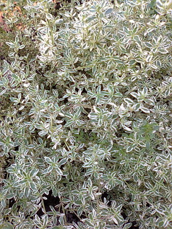 Tymianek variegata.jpg