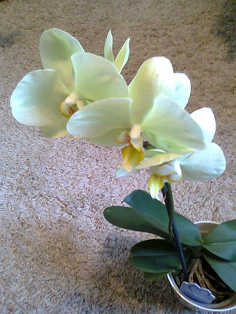 Phalaenopsis.jpg