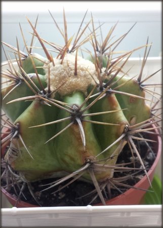 Echinocactus ingens.jpg