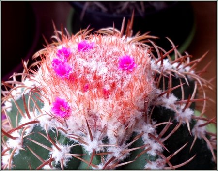 Melocactus matanzanus-0.jpg