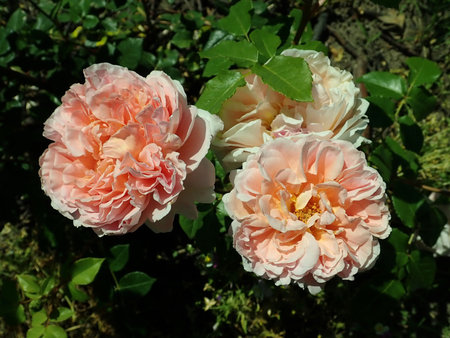 Abraham Darby 2019-06-16 2227.JPG