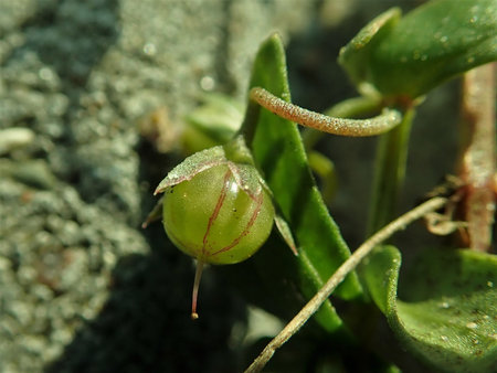 Lysimachia_arvensis_2018-11-06_4200.jpg