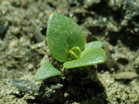 Lysimachia_arvensis_2019-05-12_3259.jpg