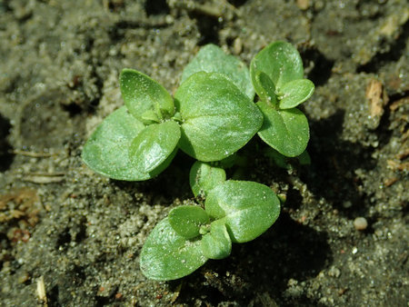 Lysimachia_arvensis_2019-05-21_3578.jpg