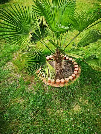 Palmy, bananowce, kaktusy 021.jpg