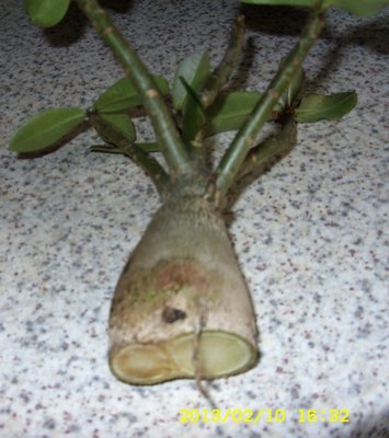 Adenium po operacji.JPG