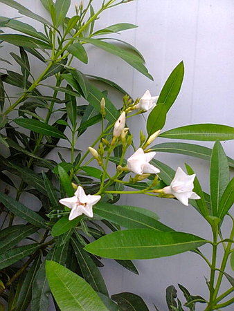 Oleander 1.jpg