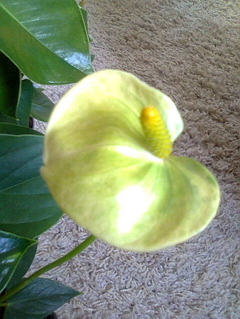Anturium andreego Vanilla kwiat.jpg