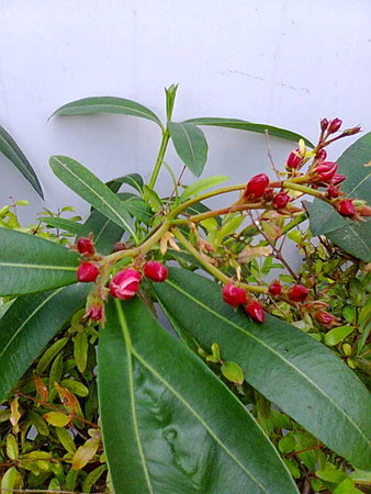 Oleander 2.jpg