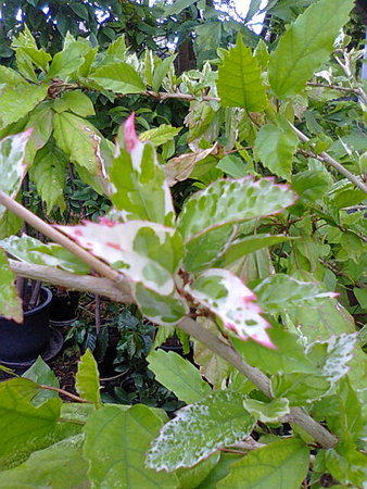 Hibiskus variegata.jpg