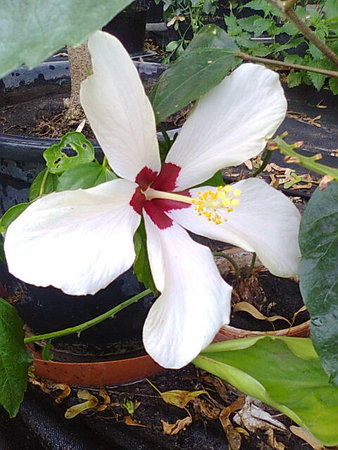 Hibiskus.jpg