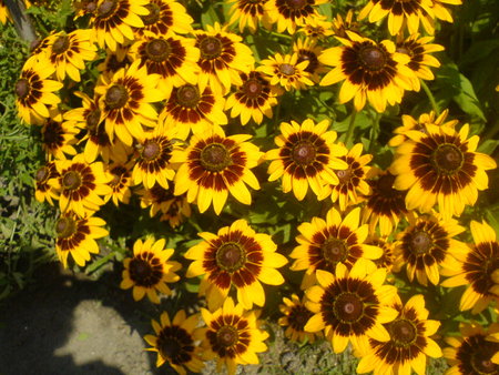 rudbekia.JPG