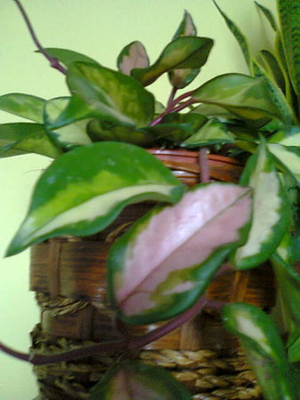 Hoya Carnosa Tricolor.jpg