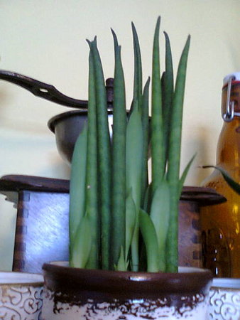 Sansevieria cylindrica.jpg