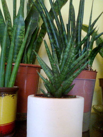 sansevieria francisii.jpg