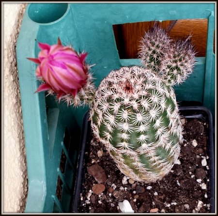 Thelocactus bicolor-01.jpg