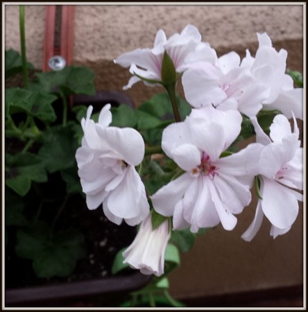 Pelargonia zwisająca.jpg