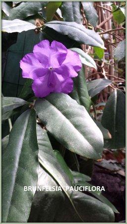 Brunfelsia pauciflora.jpg